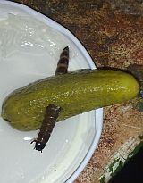 Delikatesy